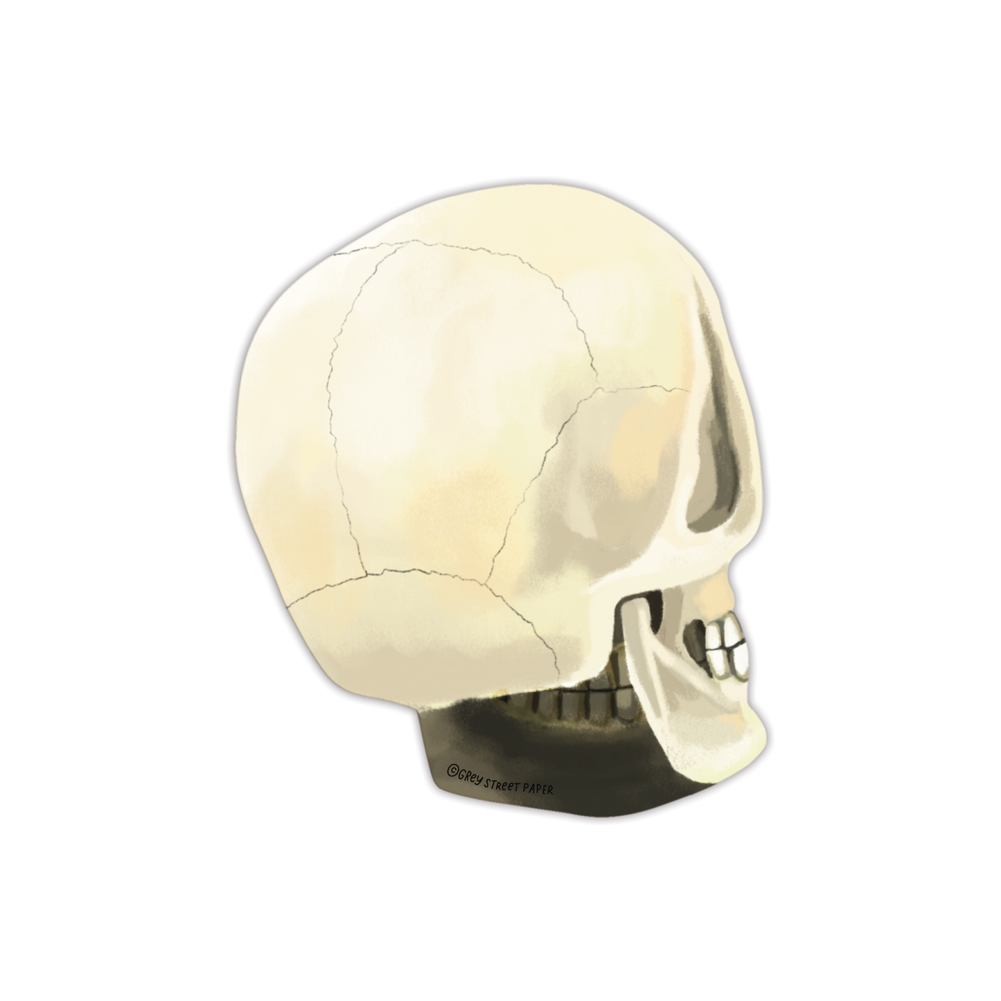 Die-cut human skull bookmark showing side profile view with jaw, teeth, and bone texture on white background - Grey Street Paper