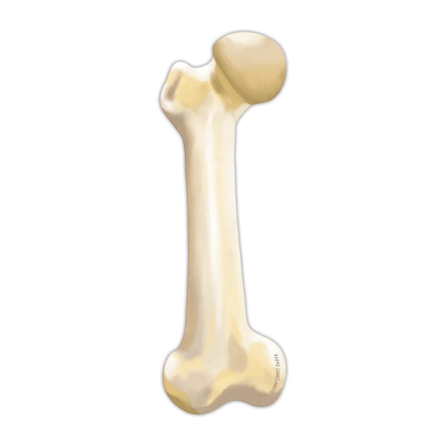 Die-cut femur bone bookmark showing back view with Grey Street Paper branding on white background