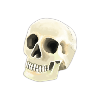 Die-cut human skull bookmark with realistic bone texture and crack details on white background - Grey Street Paper