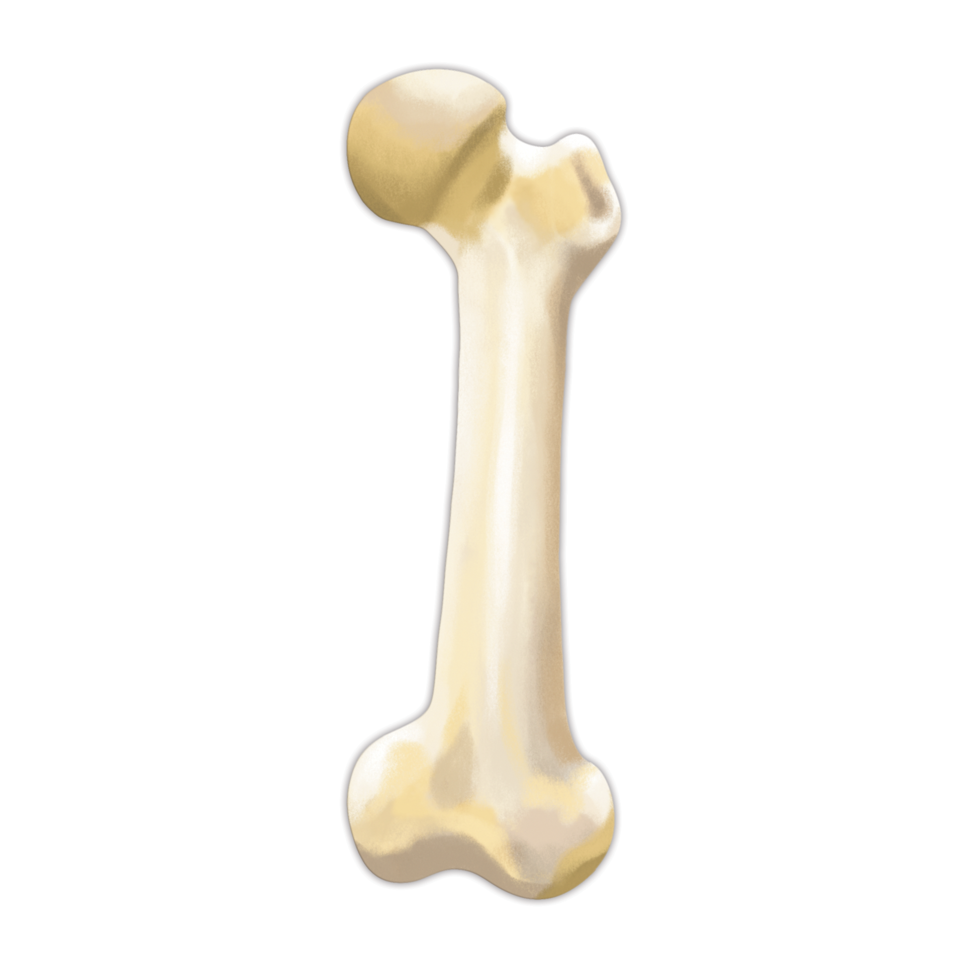 femur bone-shaped die cut bookmark on a white background